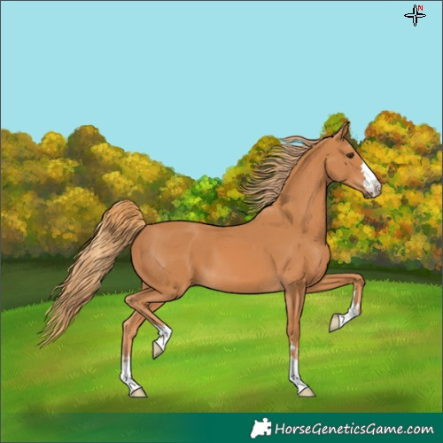 Horse Color:Chestnut 