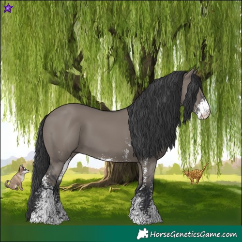 Horse Color:Grullo Sabino 