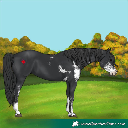 Horse Color:Black Sabino