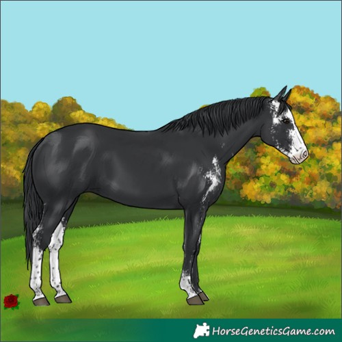 Horse Color:Black Sabino 