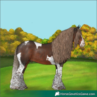 Horse Color:Liver Chestnut Splash Tobiano Rabicano