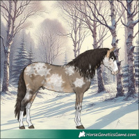 Horse Color:Buckskin Ice Dun