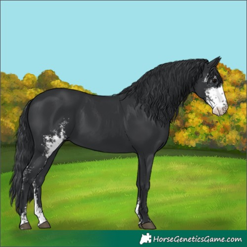 Horse Color:Black Sabino 