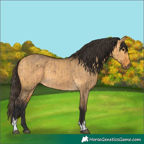 Horse Color:Bay Dun  and Buckskin Dun 