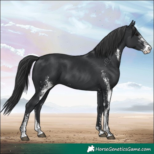 Horse Color:Black Sabino