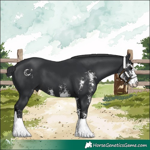 Horse Color:Black Sabino 