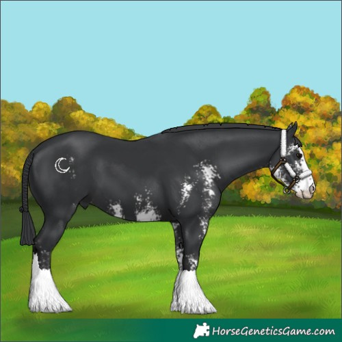 Horse Color:Black Sabino