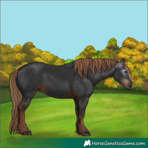 Horse Color:Gray Liver Chestnut Rabicano 