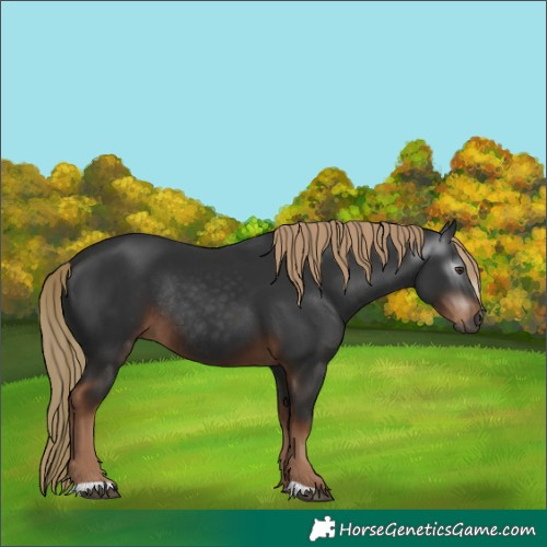 Horse Color:Unknown 