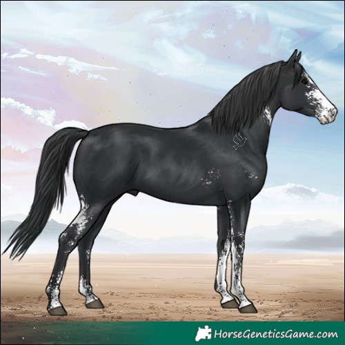 Horse Color:Black Sabino