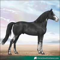Horse Color:Black Sabino