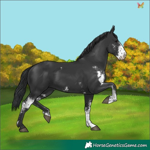 Horse Color:Black Sabino