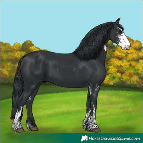 Horse Color:Black Sabino