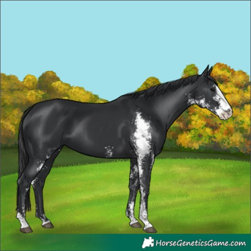 Horse Color:Unknown 