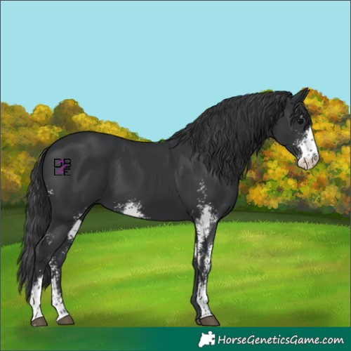 Horse Color:Black Sabino