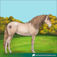 Horse Color:Gold Champagne Pearl Rabicano and Gold Champagne Pearl Rabicano