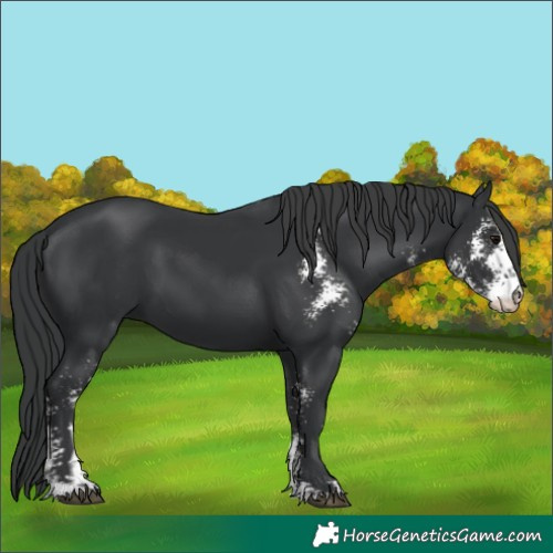 Horse Color:Black Sabino