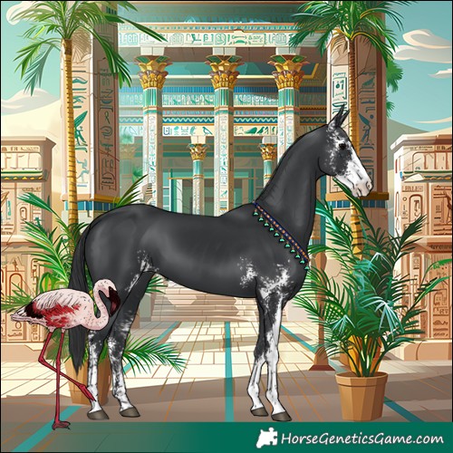 Horse Color:Black Sabino