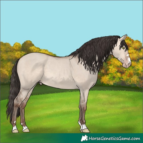 Horse Color:Amber Champagne Dun  and Amber Champagne Dun 