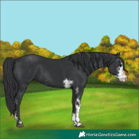 Horse Color:Black Sabino