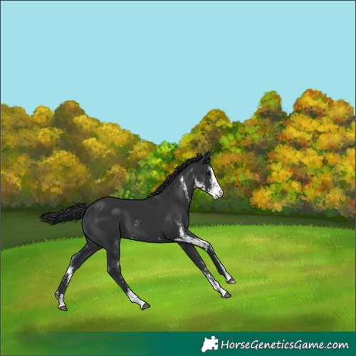 Horse Color:Black Sabino