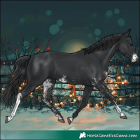 Horse Color:Black Sabino 