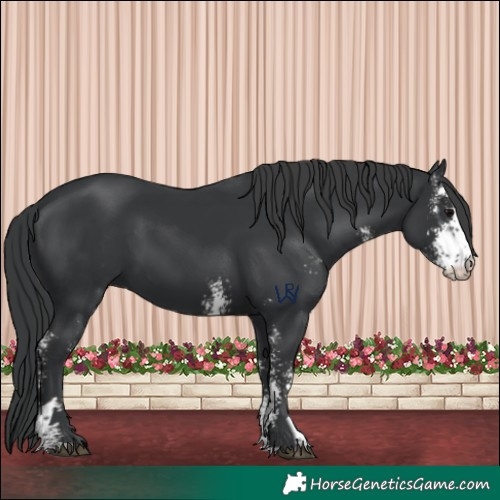 Horse Color:Black Sabino 