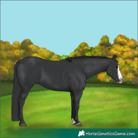 Horse Color:Black Splash Frame 