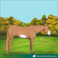 Horse Color:Chestnut Splash Frame 