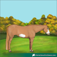 Horse Color:Chestnut Splash Frame 