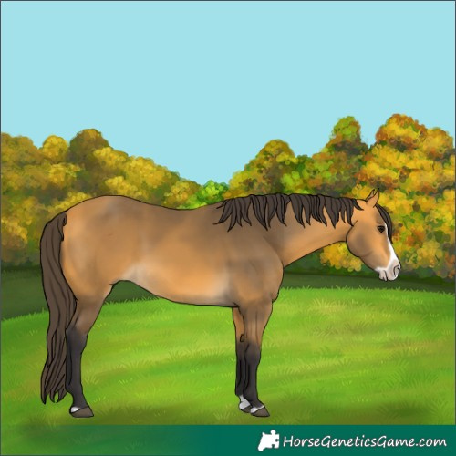 Horse Color:Buckskin Splash Frame 