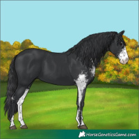 Horse Color:Black Sabino