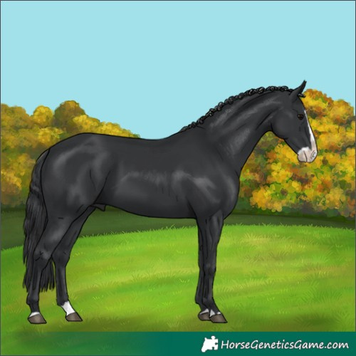 Horse Color:Black Splash 