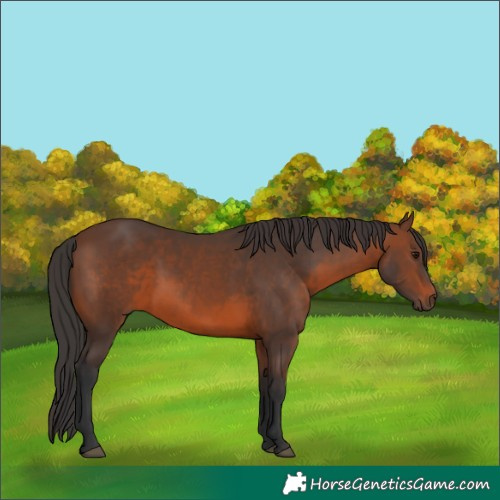 Horse Color:Brown 