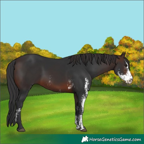 Horse Color:Brown Sabino 
