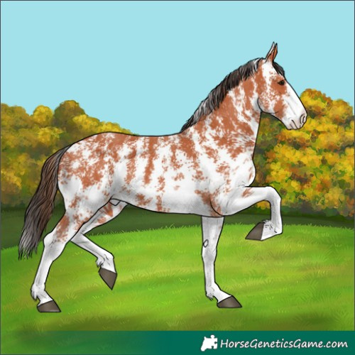 Horse Color:Bay Sabino 