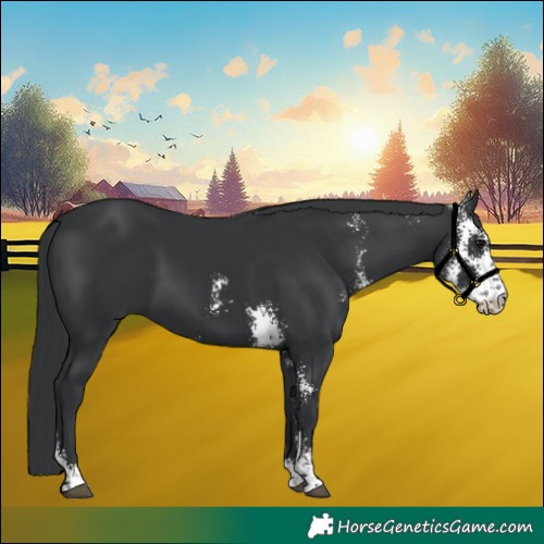 Horse Color:Black Sabino 