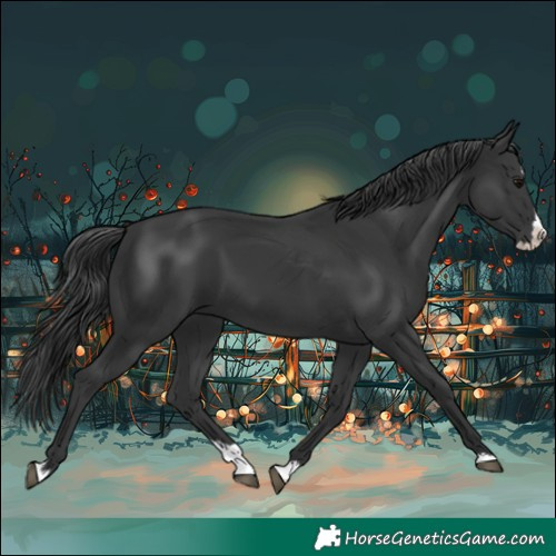 Horse Color:Black Splash