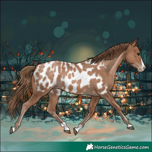 Horse Color:Black Pearl Splash Near Leopard