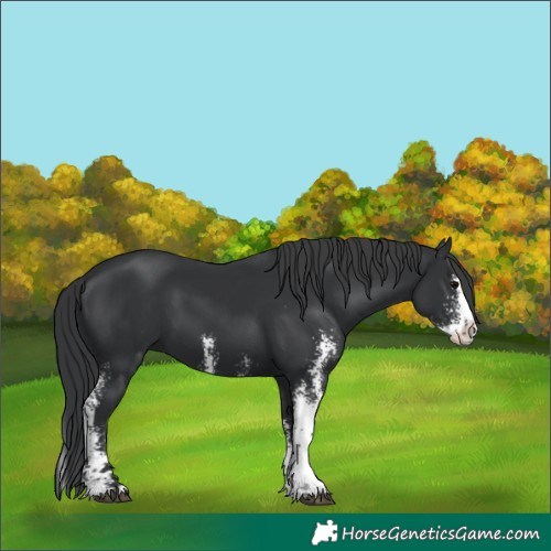 Horse Color:Black Sabino Splash