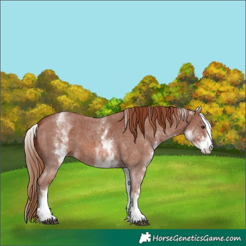 Horse Color:White Spotted Chestnut Sabino 