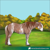 Horse Color:White Spotted Chestnut Sabino