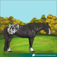 Horse Color:Smoky Black and Smoky Black Appaloosa