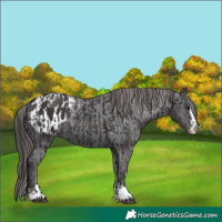Horse Color:Smoky Black  and Smoky Black Blanket 