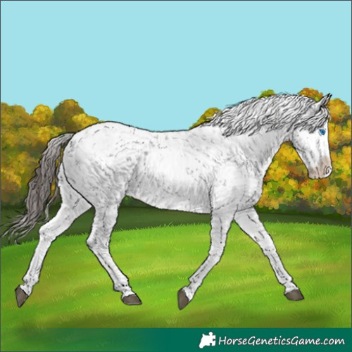 Horse Color:Liver Chestnut Sabino Splash Appaloosa 