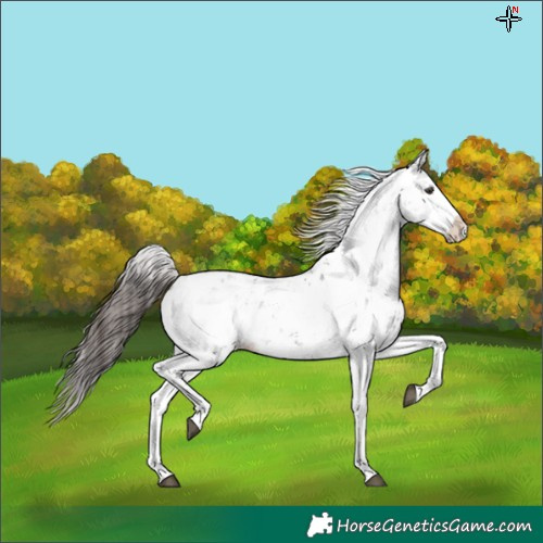Horse Color:Liver Chestnut Sabino Splash Appaloosa 