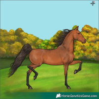 Horse Color:Bay 