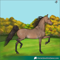 Horse Color:Bay Dun 