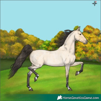 Horse Color:Buckskin Roan 