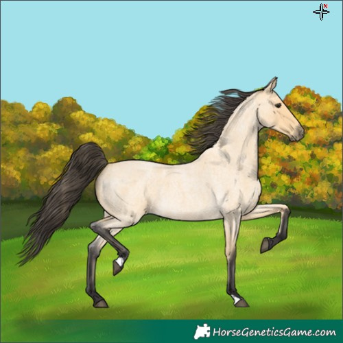 Horse Color:Buckskin Roan 